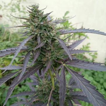 Насіння коноплі Auto Super Skunk Feminised Silver - 500 шт